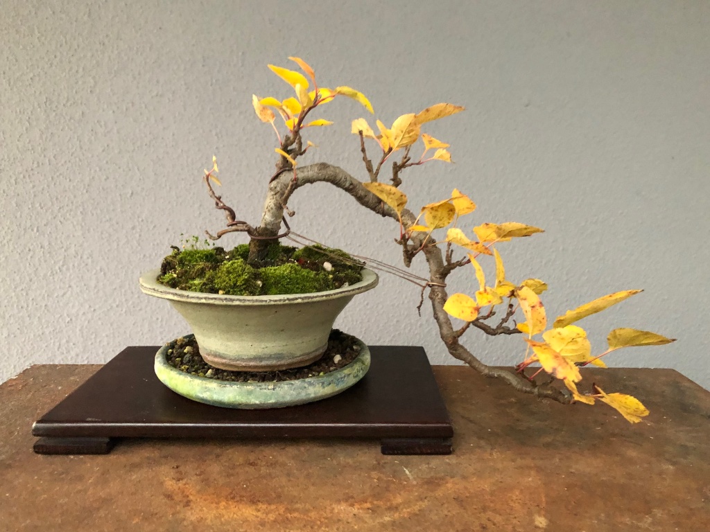 2021-10-20: Herbstlaub beim Apfel