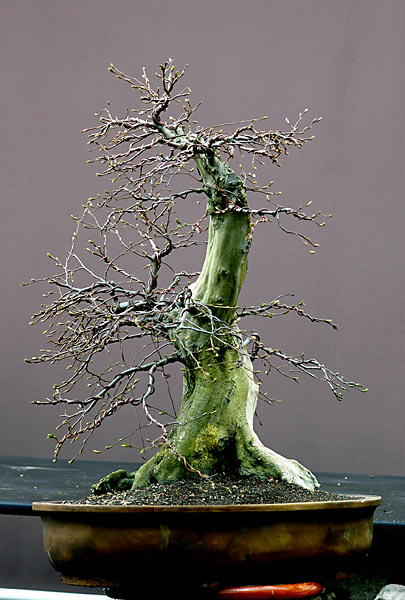 Dsc_3585v.jpg
