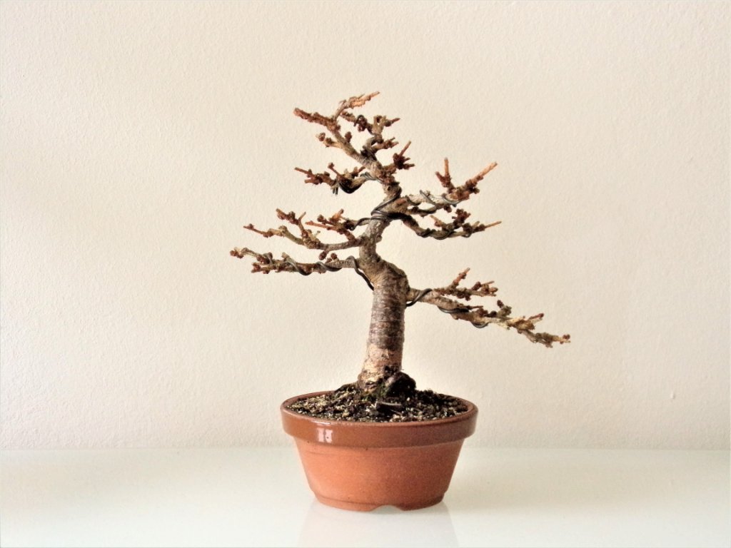 aktuelle Höhe 17 cm
