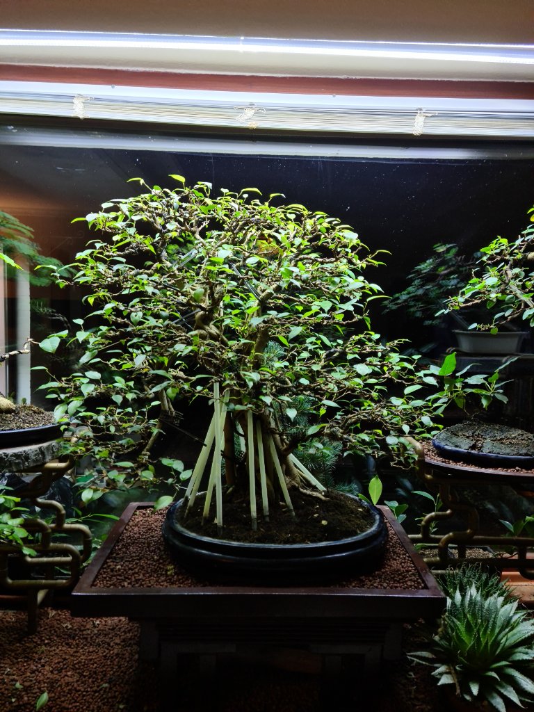 Ficus im Winter 2.jpg