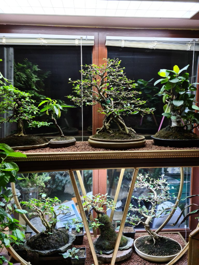 Ficus im Winter 22 -3.jpg