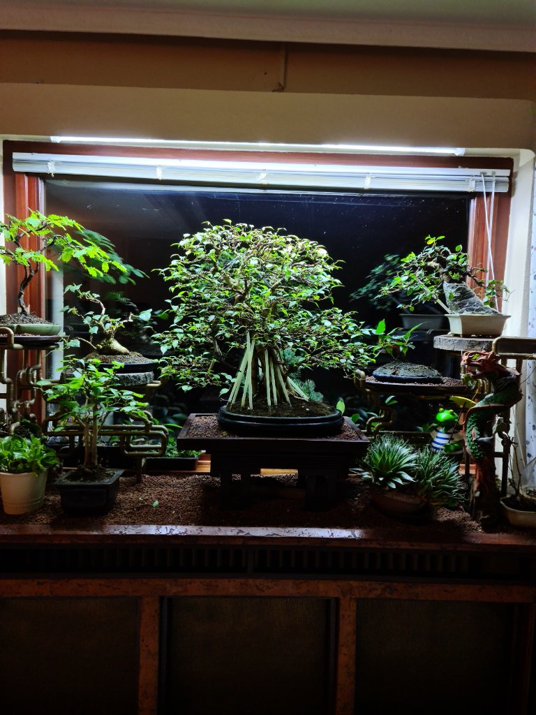 Ficus im Winter 22.jpg