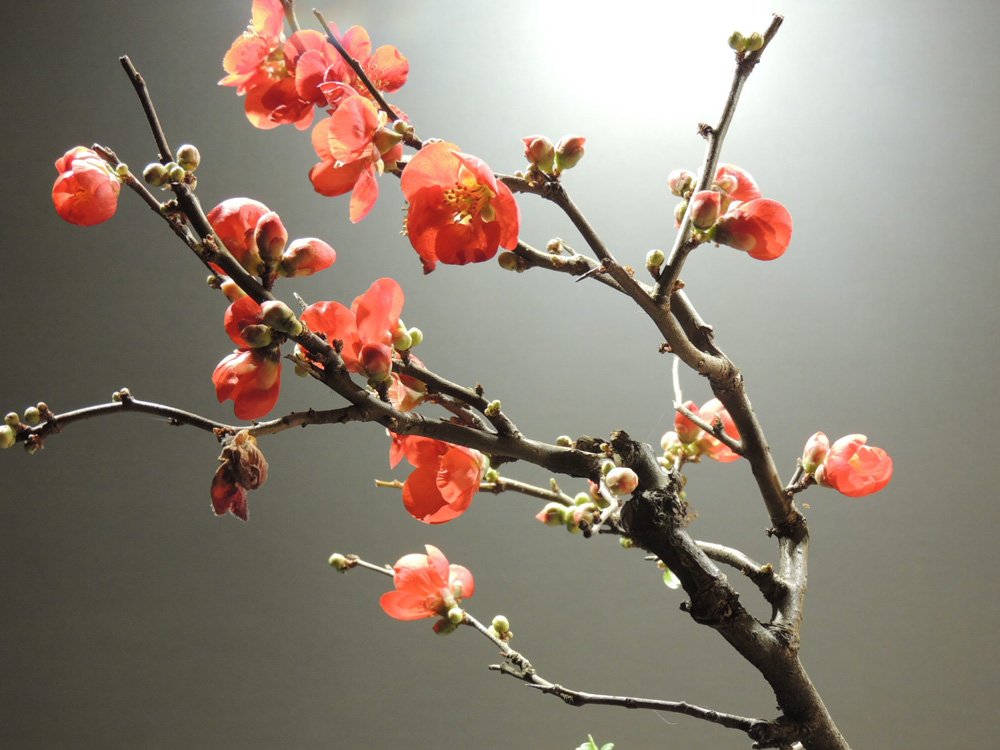 verwelkte, aktuelle und zukünftige Blüten an einem Baum