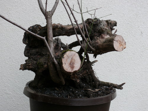 Cornus 2.JPG