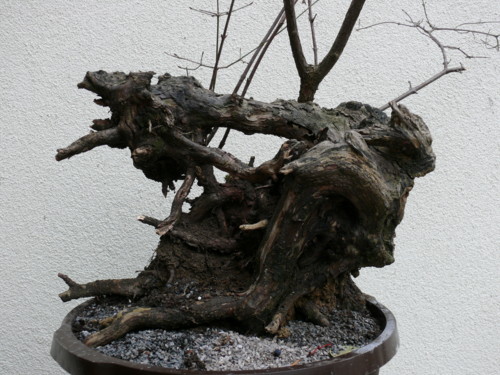 Cornus 1.JPG