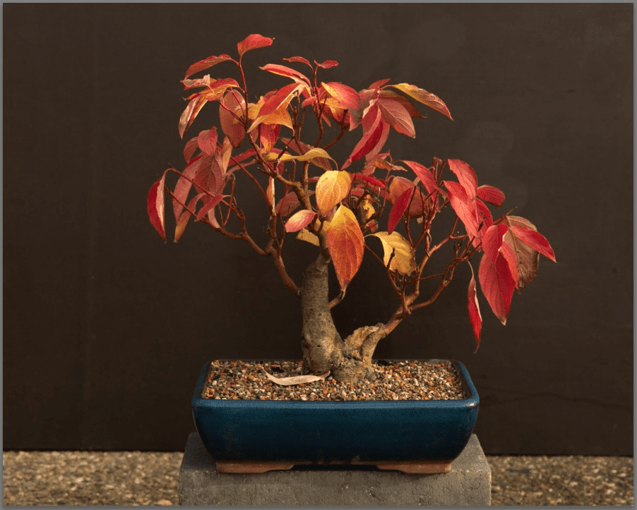 cornus.png