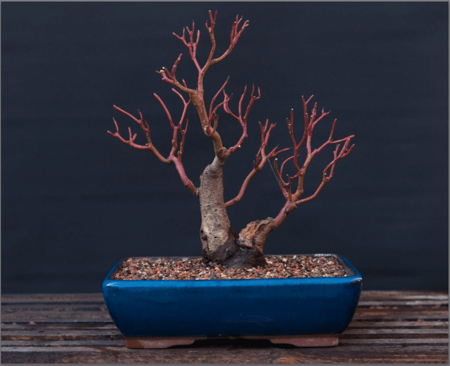 cornus2.png