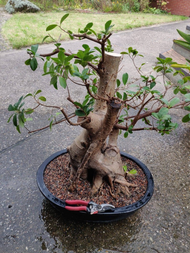 202109_fig2.JPG