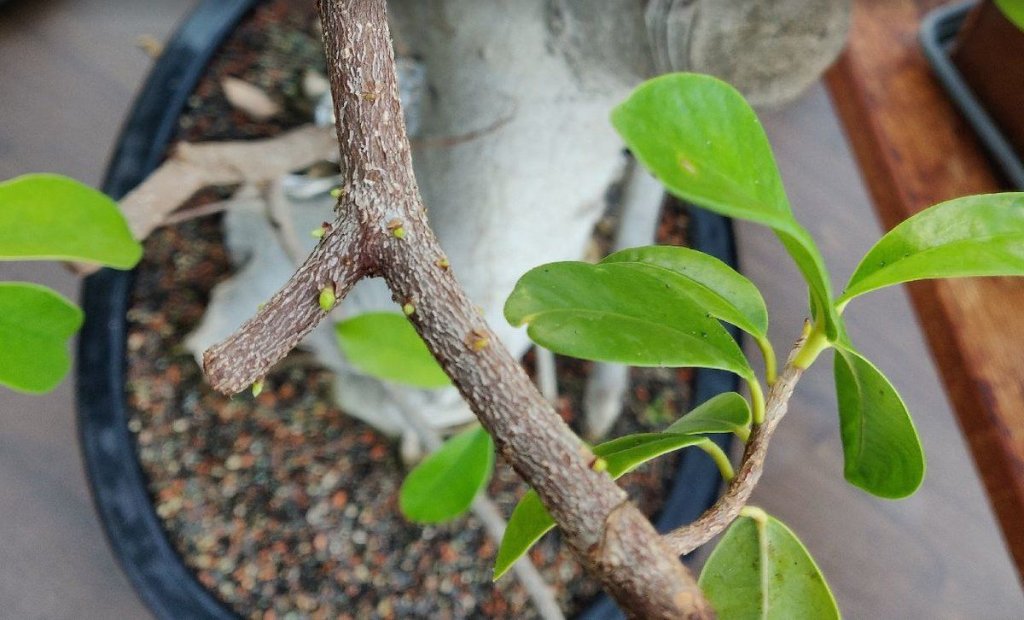 20211021_ficus.jpg