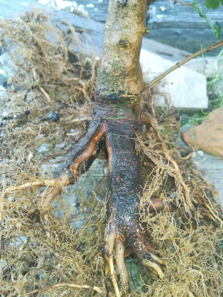 Umtopfen letztes Jahr 2. September (jaaa, ich habe diesen Baum tatsächlich zweimal in einem Jahr umgetopft .... Asche auf mein Haupt!); sieht schon etwas freundlicher aus.