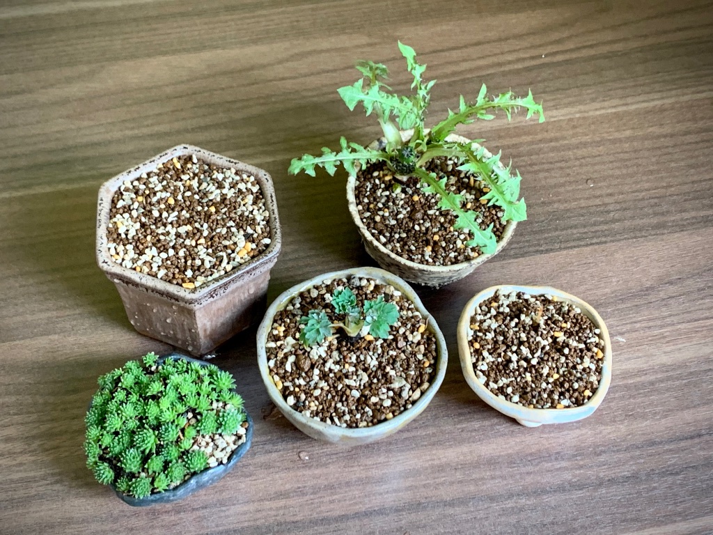 Alle Schätzchen zusammen. In den scheinbar unbewohnten Gefäßen schlummern Anomatheca dem Frühling entgegen.