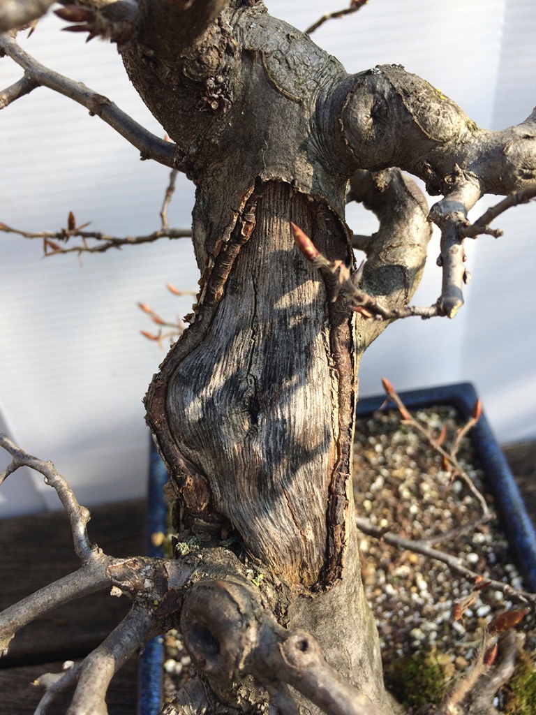 Detail des Rindenschadens 03.2022