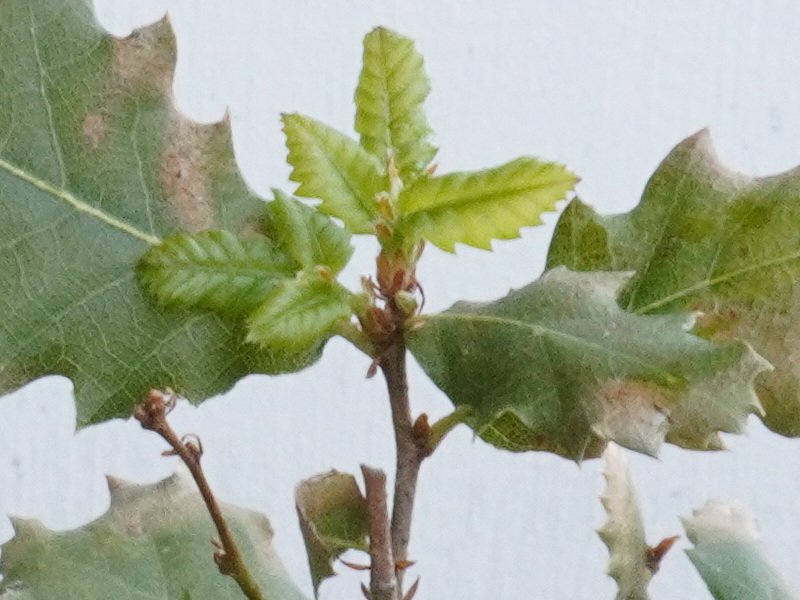 3.4.2022: neue Blätter