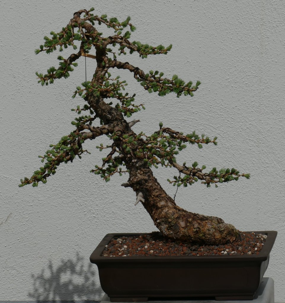 P1000688.JPG