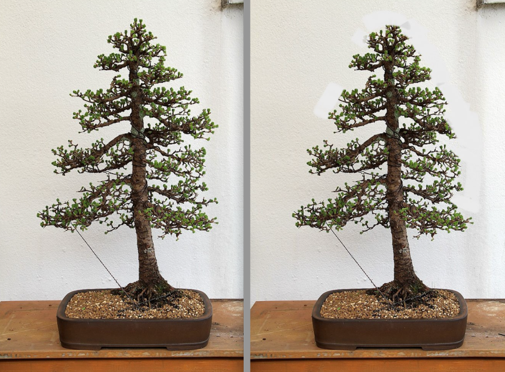 Larix v-n.png