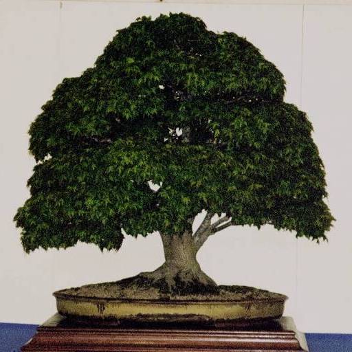 Hof 2003, in der Sonderausstellung: Walters Brummer