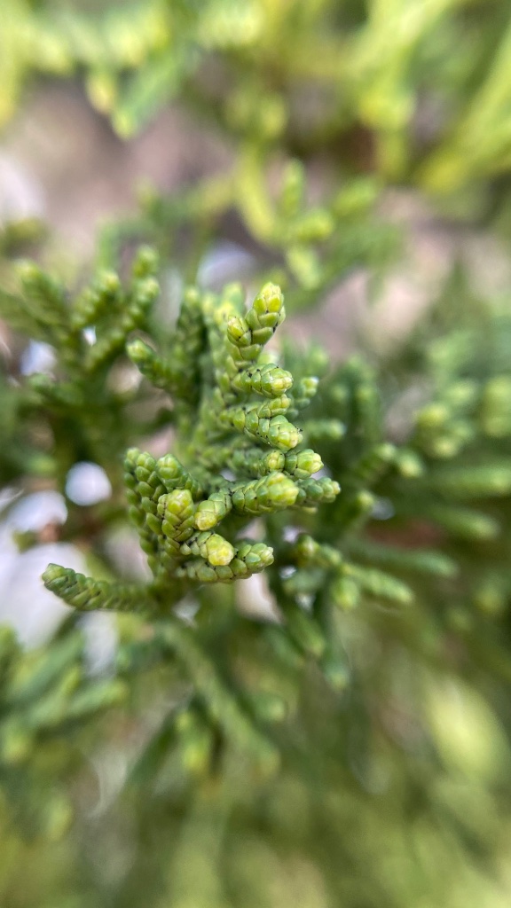 D89225E6-BA36-452E-AFEE-8D1B0C46FCD6.jpeg