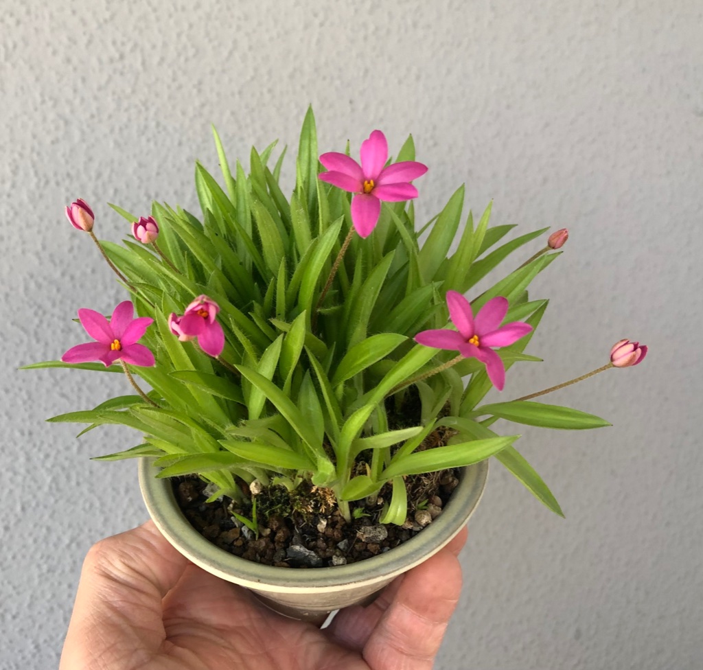 Rhodohypoxis