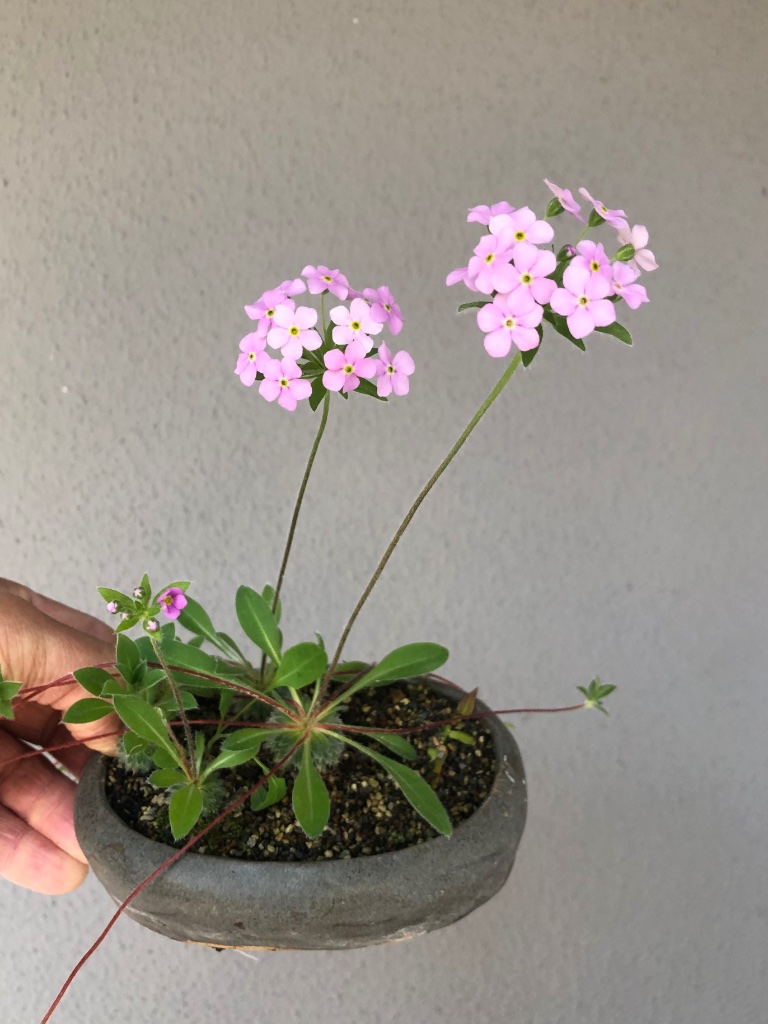 Mannsschild (Androsace sarmentosa)