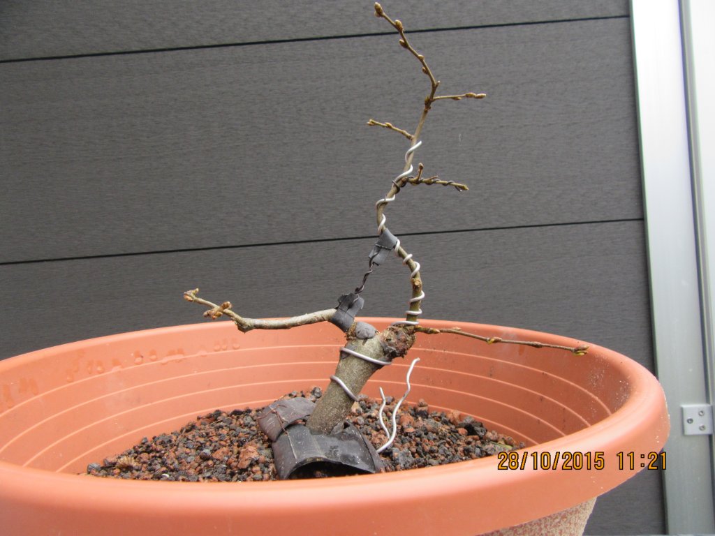 Jahresabschlussbild -> mit Glück überlebt :(
