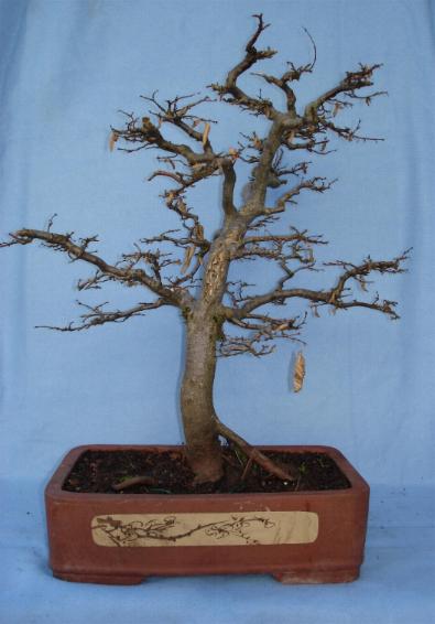 Hainbuche
<br />Höhe ab Erdoberfläche ca. 60 cm