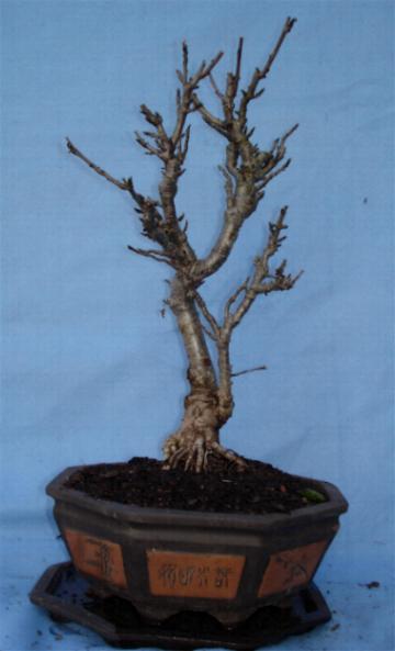 Eberesche
<br />Höhe ab Erdoberfläche ca. 35 cm