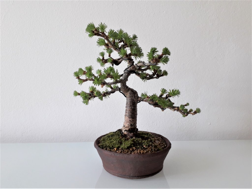 aktuelle Höhe 17 cm