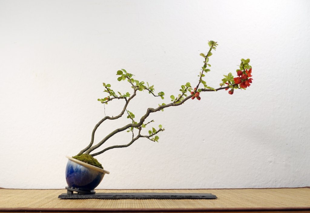 Chinesische Zierquitte