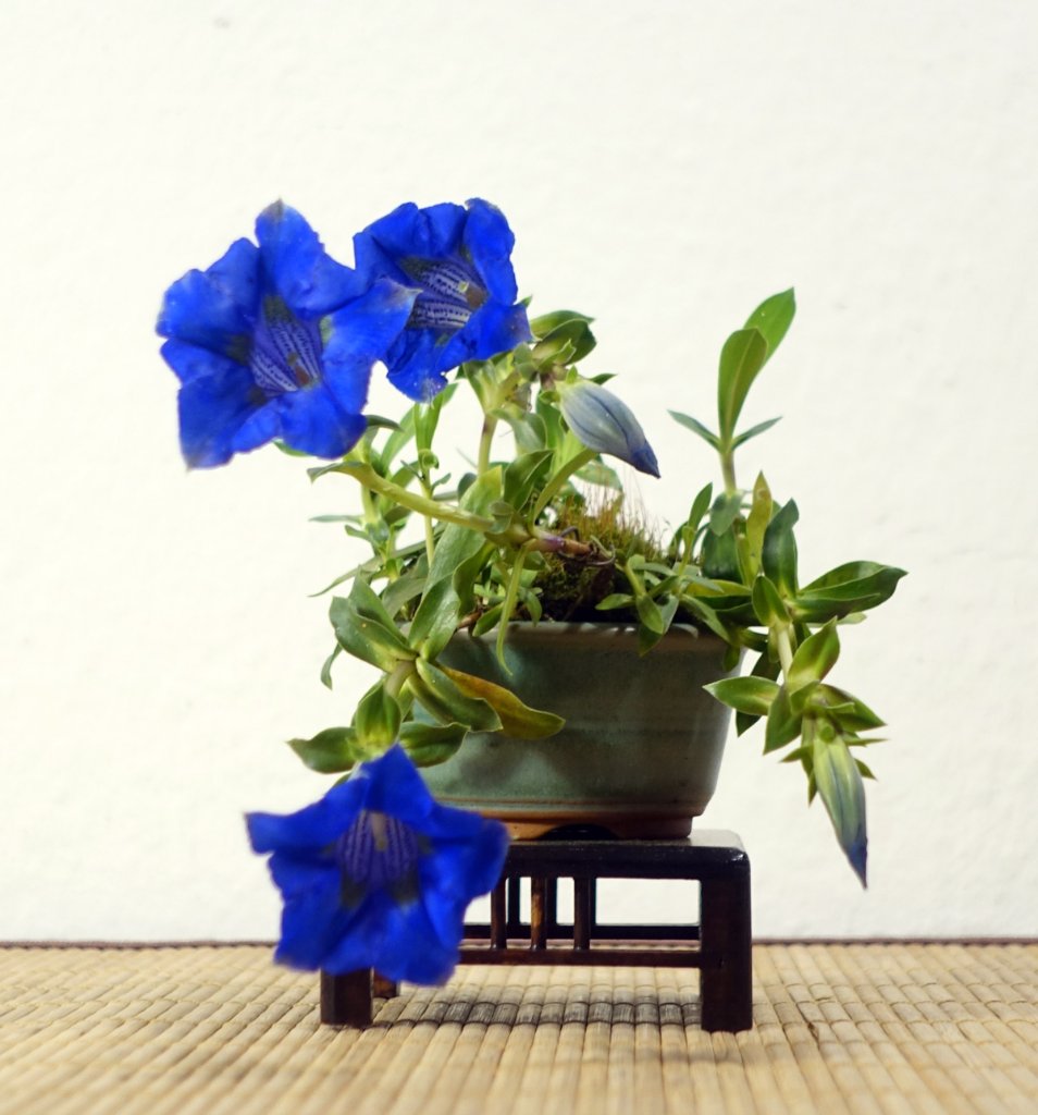 blau...