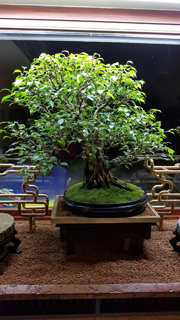 1Ficus benjamin.jpg