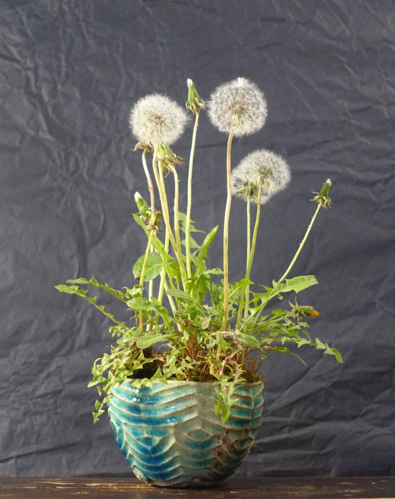 Pusteblume