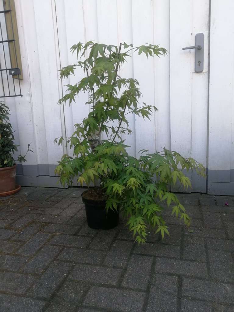 IMG_20220515_143932.jpg