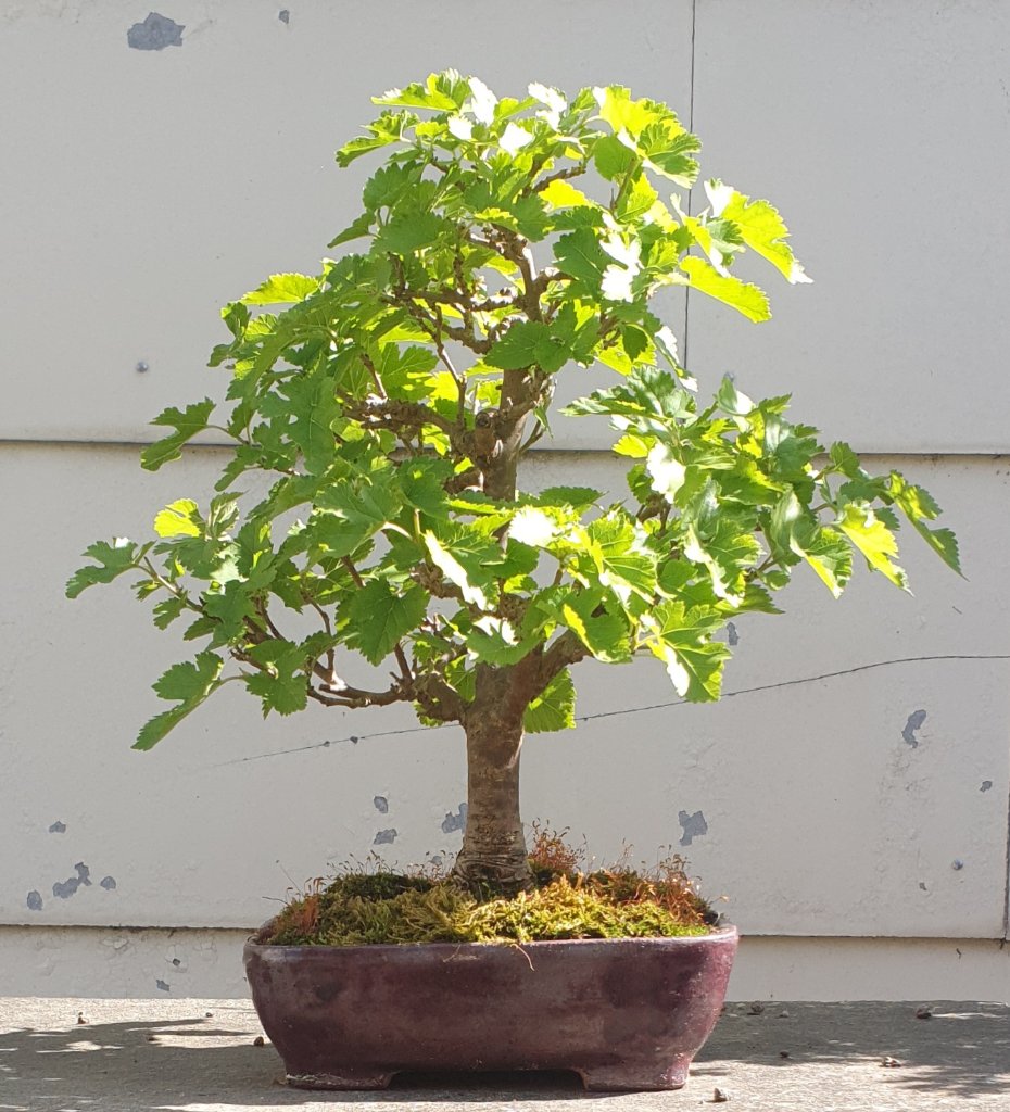 Morus alba 2022-05-12.jpg