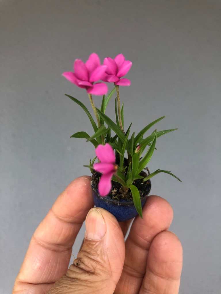 Rhodohypoxis