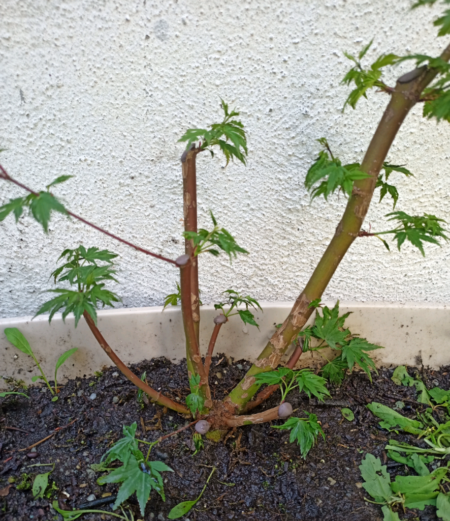 Grüngut-upcycling