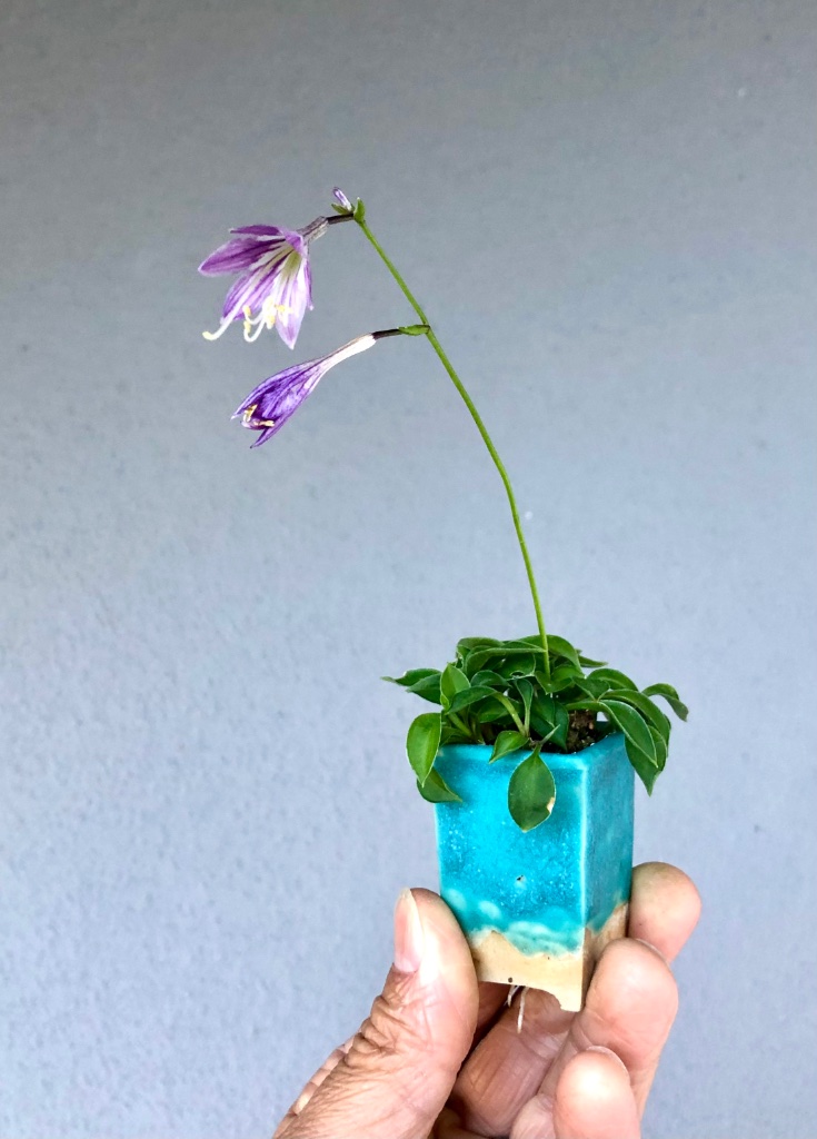 Hosta venustra