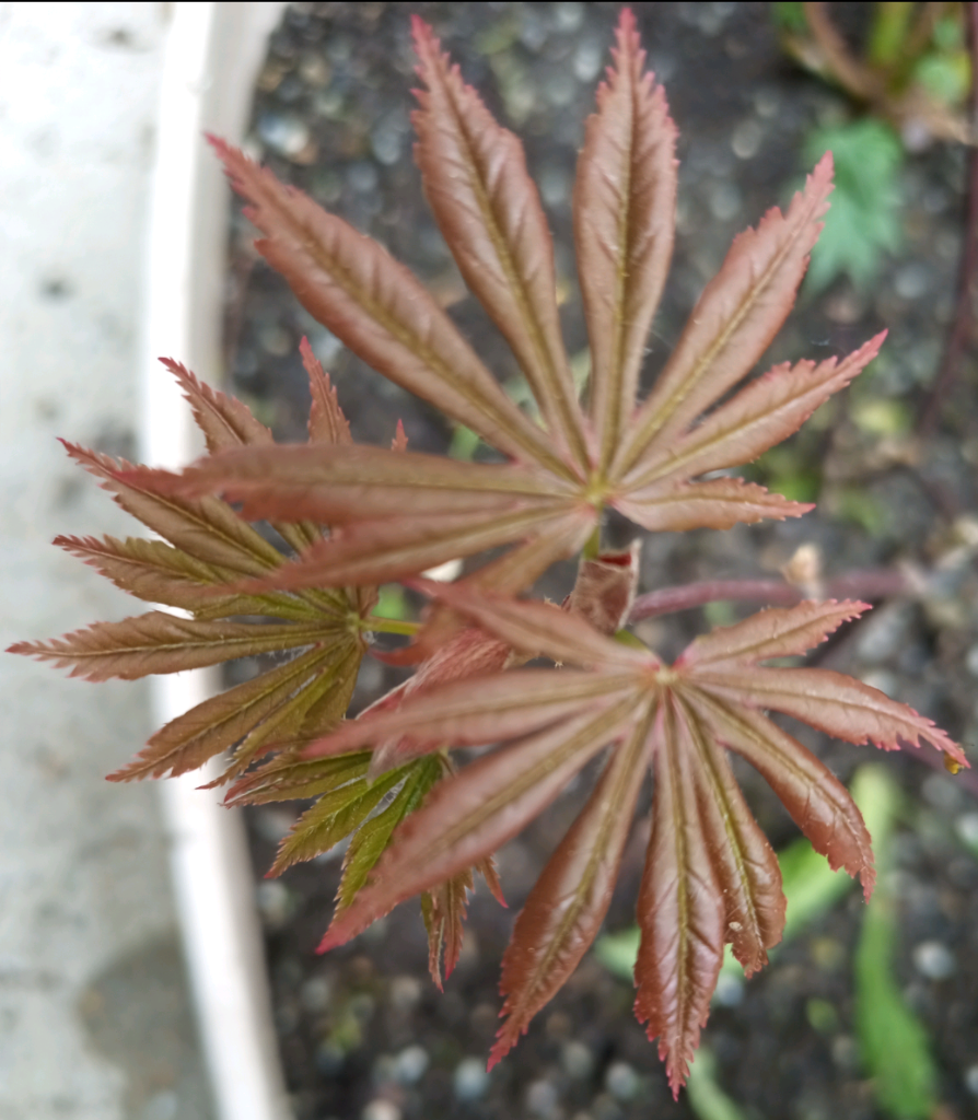 Acer