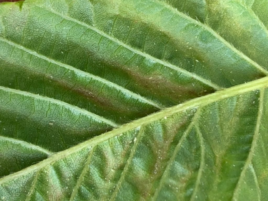 271536D7-7976-477A-ABDF-C1FFF7A7C048.jpeg