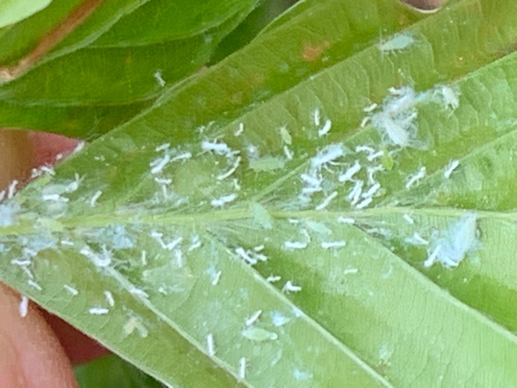 28190610-C8CE-45CC-8C66-E63E080BCE80.jpeg