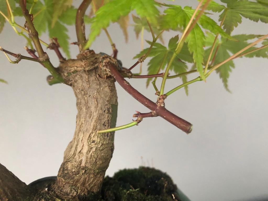 2 Tage nach dem Abtrennen des Spenderastes. Die Verzweigung ist zu weit vom Stamm entfernt, kann nicht sinnvoll genutzt werden. Schlafende Knospen gibt es keine. Ich teste ob der Ast versorgt wird, die Saftumkehr funktioniert
