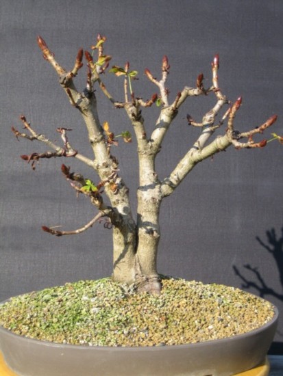 im april 2006 in diese schale zur weiteren entwicklung ....
<br />aktueller stand vom herbst 2006, so ungefähr schicke ich sie heuer ins rennen (knospen werden noch reduziert)