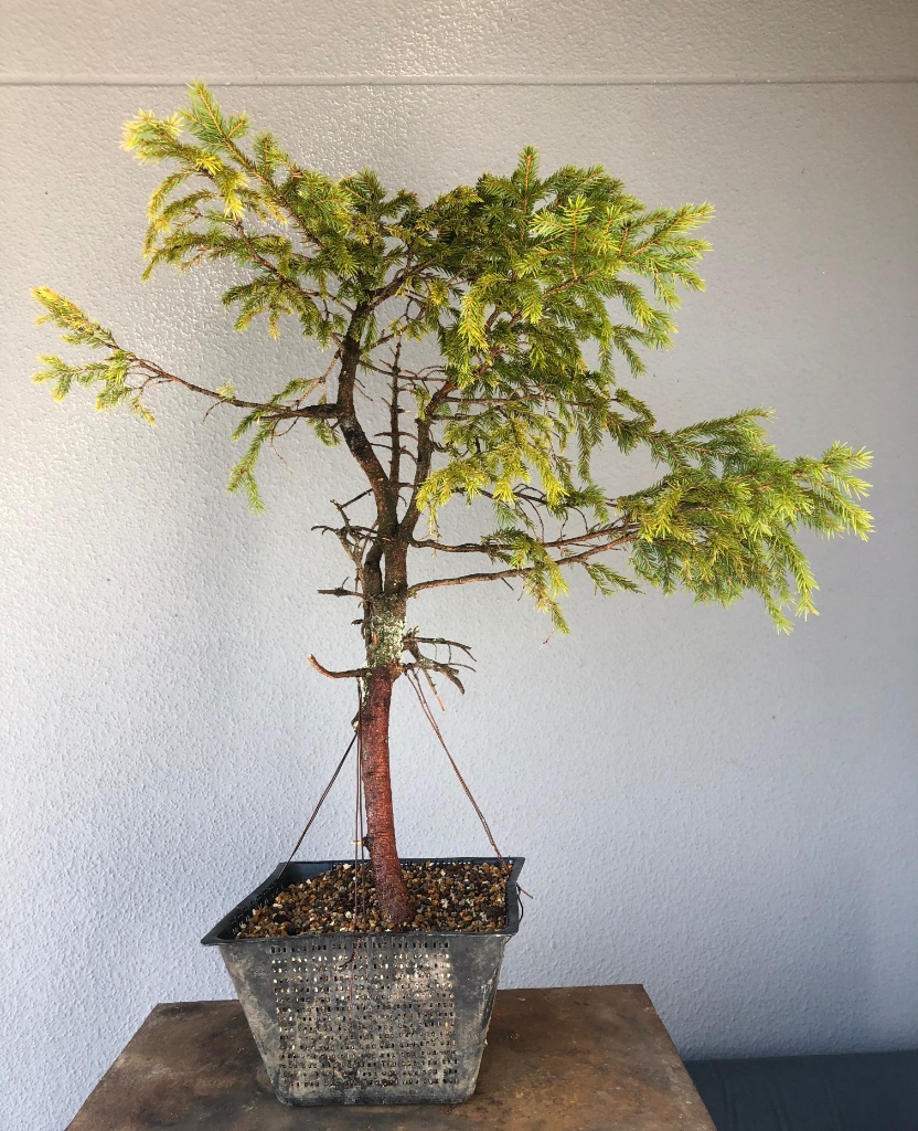 ungestaltete Yamadori-Fichte aus 2021: die Neue....