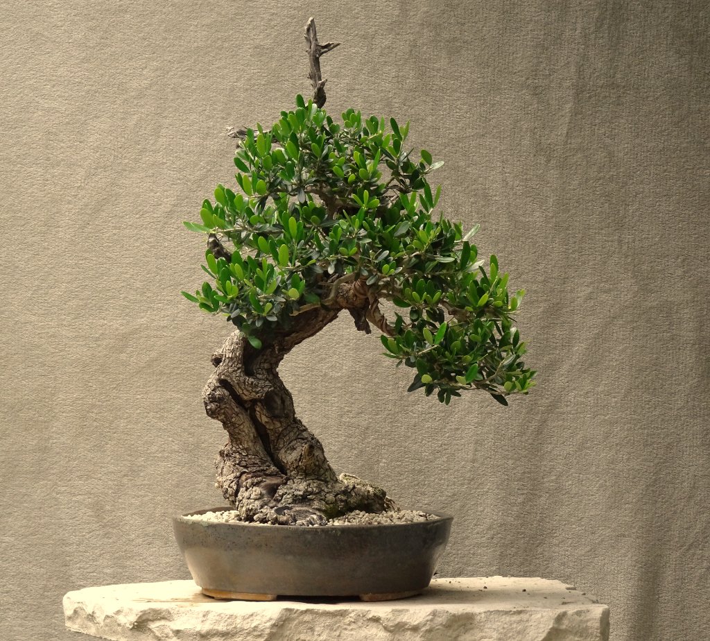 Olive_2022_06.JPG