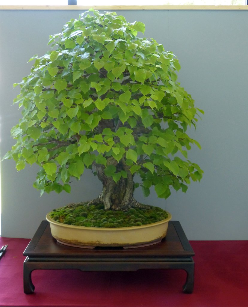 P1100933.JPG