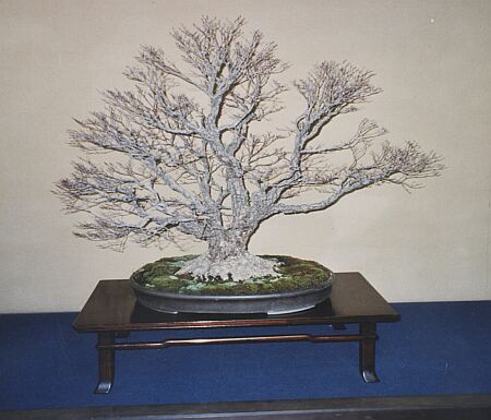 Acer palmatum ´Arakawa´ - im Februar 2001 in Tokio bei Kunio Kobayashi zuhause fotografiert.