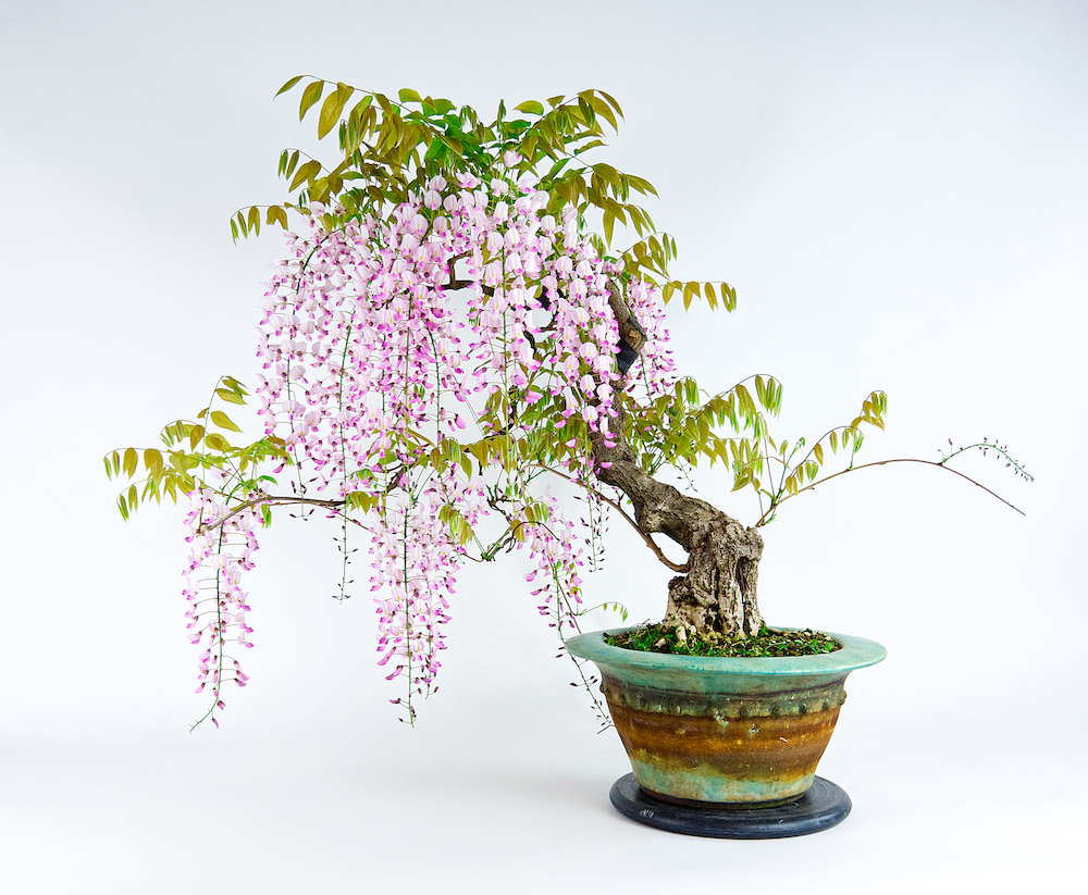 Blauregen Klonbaum-2022-07-03_10-51-13.png