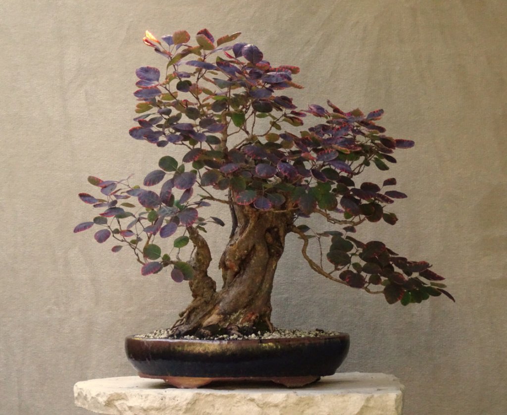 Höhe 50 cm