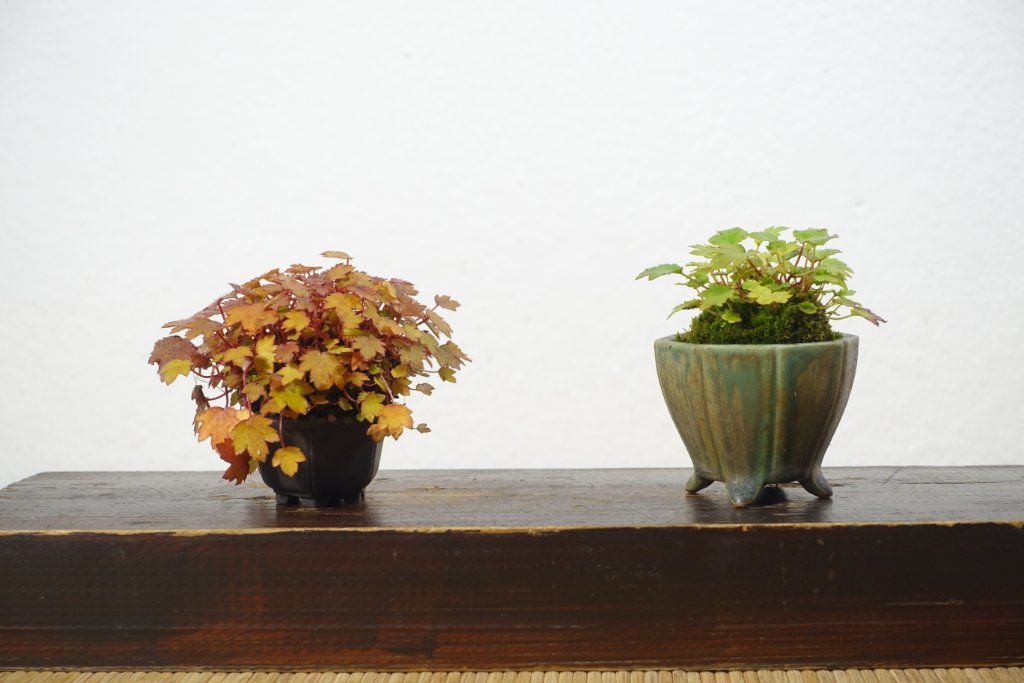 zwei Herbststeinbreche sammeln Kraft für die Herbstblüte