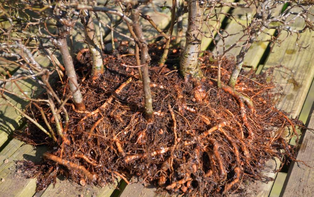 Feldulmenwald ziemlich dicke Oberflächenwurzeln im 2. grösseren Waldteil 28.2.15.jpg