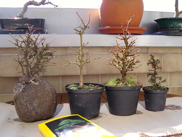 bonsai-enger.jpg